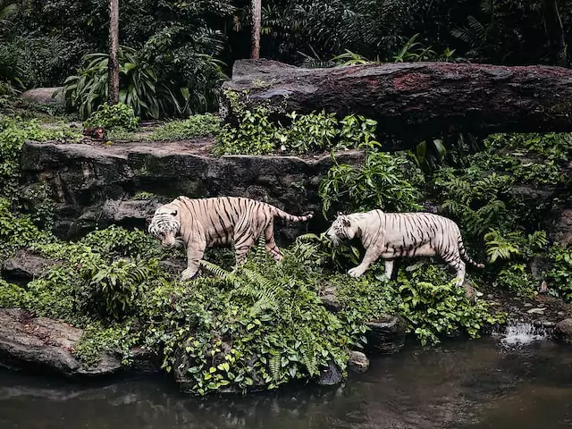 Iconic Sentosa Merlion: Capturing the Coastal Beauty of Singapore's Landmar